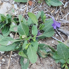 Ruellia occidentalis