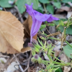 Ruellia occidentalis