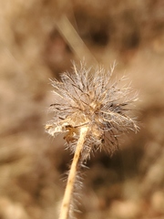 Trifolium hirtum