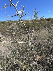Rhamnaceae
