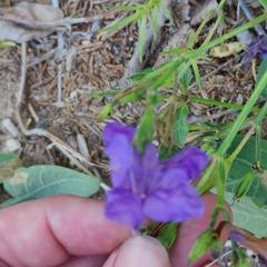 Ruellia occidentalis