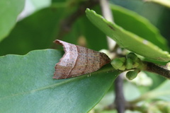 Franciscoia morenoi