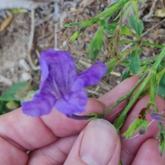Ruellia occidentalis