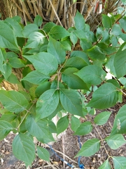 Lonicera maackii