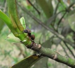 Camponotus rufipes