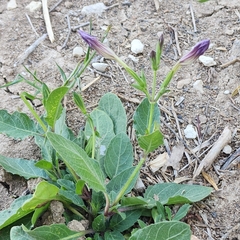 Ruellia occidentalis