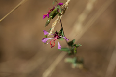 Clarkia unguiculata
