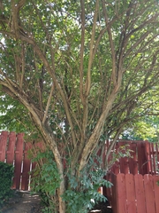 Lonicera maackii