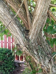 Lonicera maackii