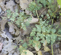 Mimosa microphylla