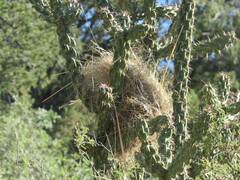 Campylorhynchus brunneicapillus