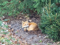 Vulpes vulpes rubricosa