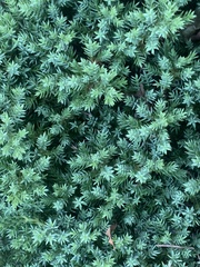 Juniperus horizontalis
