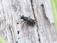 Atomosia melanopogon