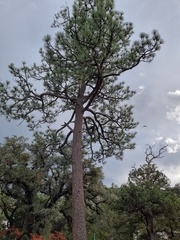 Pinus engelmannii