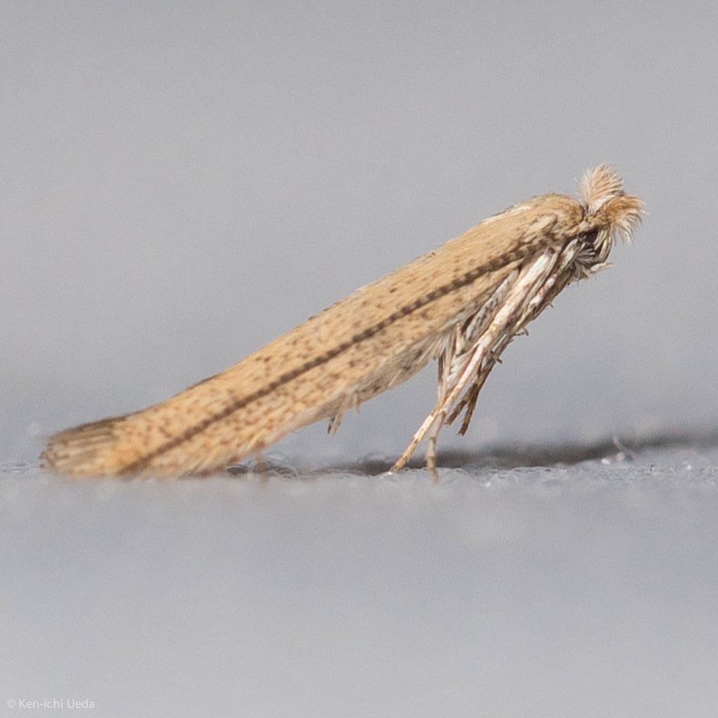 Bindweed Bent-wing