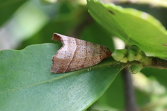 Franciscoia morenoi
