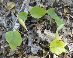 Matelea carolinensis