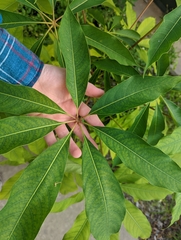 Araliaceae