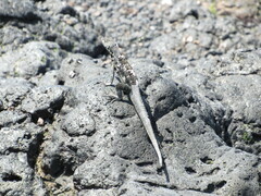 Microlophus albemarlensis