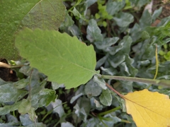 Brassica oleracea