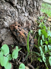 Incilius porteri