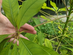 Araliaceae