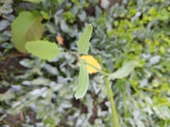 Brassica oleracea