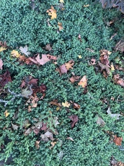 Juniperus horizontalis