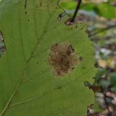 Cameraria hamameliella