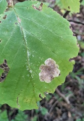 Cameraria hamameliella