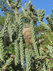 Campylorhynchus brunneicapillus