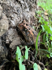 Incilius porteri