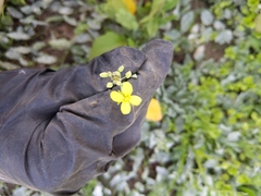 Brassica oleracea