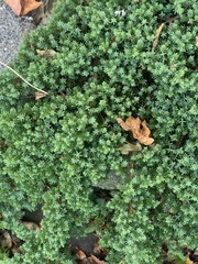 Juniperus horizontalis