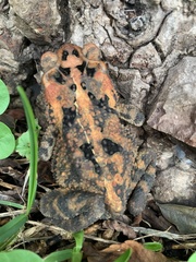 Incilius porteri