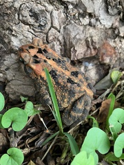 Incilius porteri