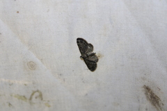 Pasiphila rectangulata