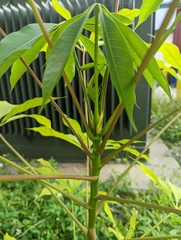 Araliaceae