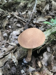 Austroboletus