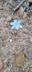 Zephyranthes chlorosolen