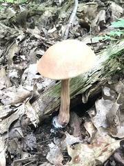 Austroboletus