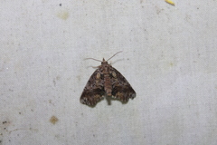 Paectes abrostoloides