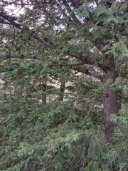 Chamaecyparis formosensis