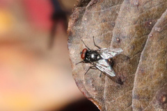 Hydrotaea
