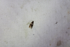Olethreutes fasciatana
