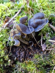 Helvella lacunosa