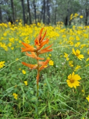 Dichromanthus aurantiacus