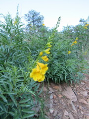 Tecoma stans angustata