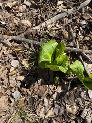 Symplocarpus foetidus